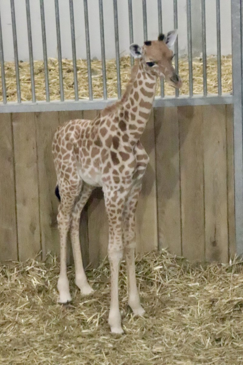 de PEYROLLE tweet media