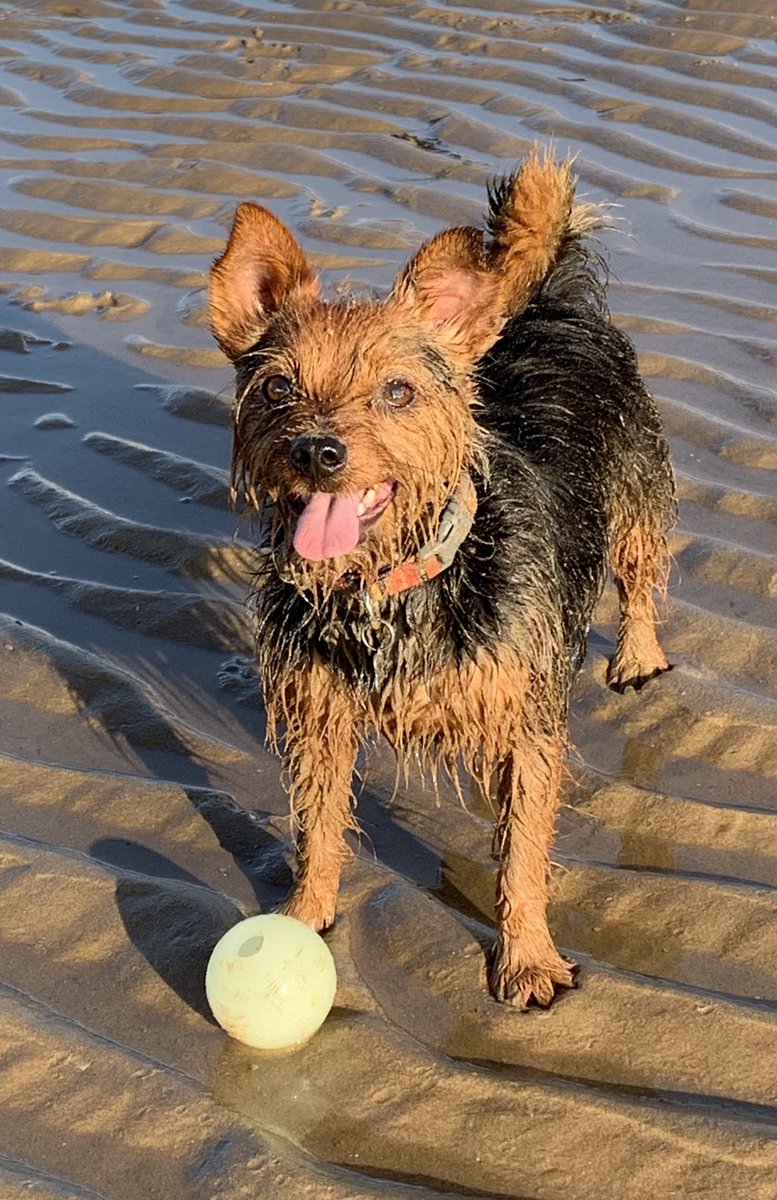 Apparently my 5 year twitterversary today! So here’s a #throwbackThursday to one of the first pictures Herself ever posted of me….. 5 minutes after arriving at the beach 🤣🤣