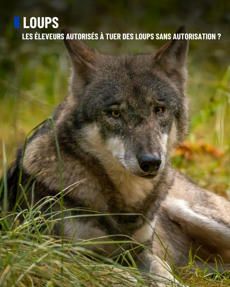 #Loups
🐺 Les éleveurs bientôt autorisés à tuer des loups sans autorisation préalable

L'État vient d'annoncer qu'à partir de 2026, les éleveurs pourront abattre des loups attaquant leurs troupeaux sans demander l'autorisation préfectorale au préalable. Une mesure qui inquiète