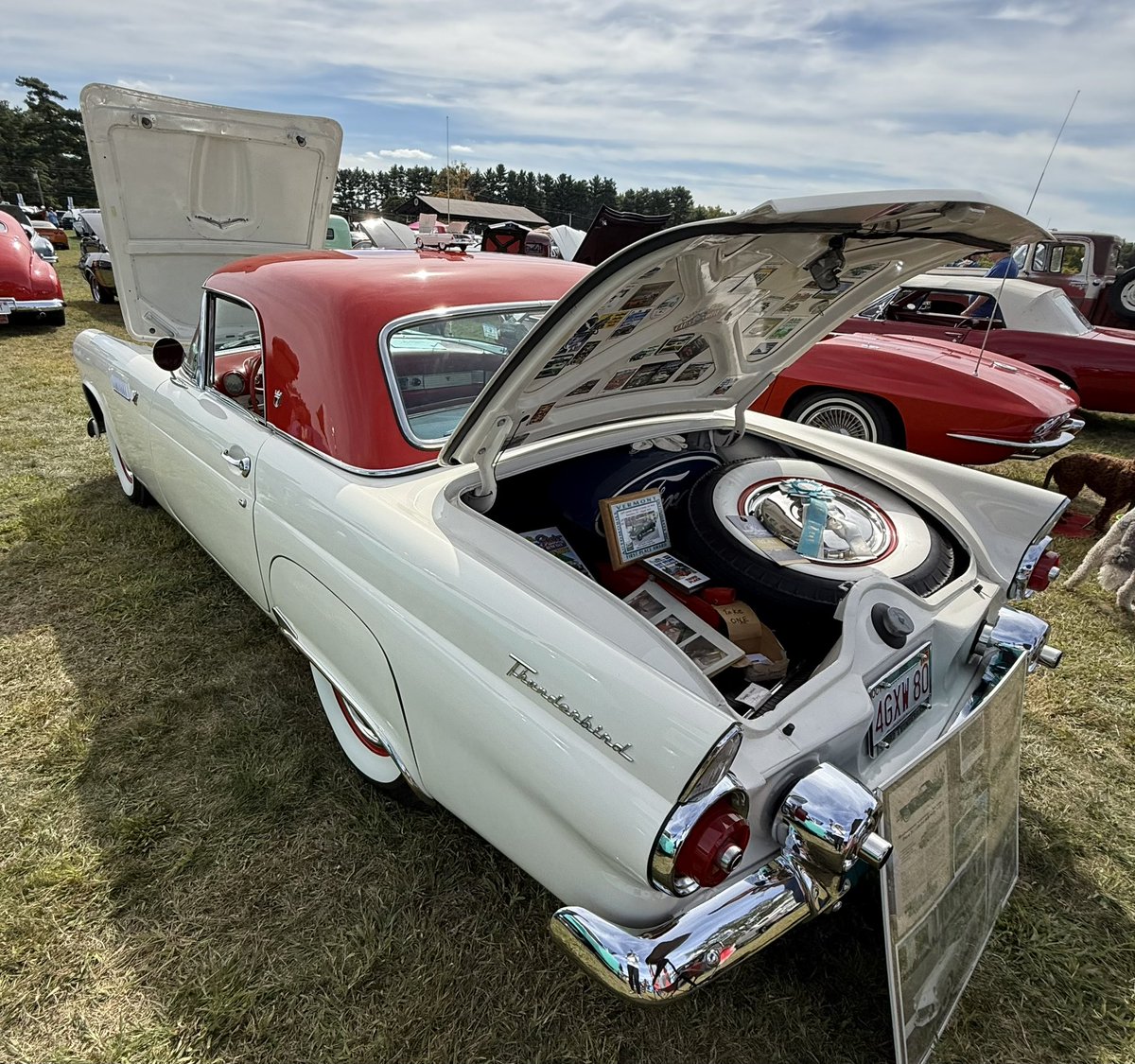 Anne04260426's tweet image. Here’s to Thunderbird Thursday 😉
#FordThunderbird #TBird

Beautiful 1955 Ford Thunderbird ❤️
Interesting Dual Exhausts

Lions Club Car Show, Milford MA