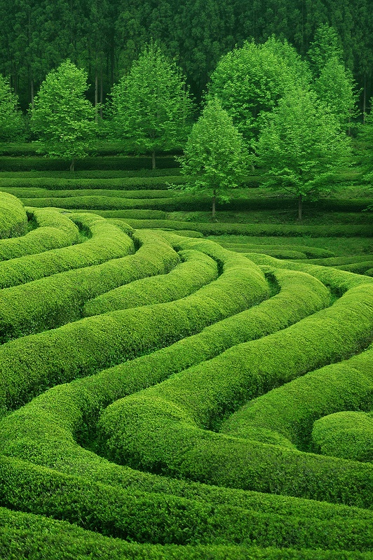EviVintage's tweet image. #Green Tea plantation #Corea💚