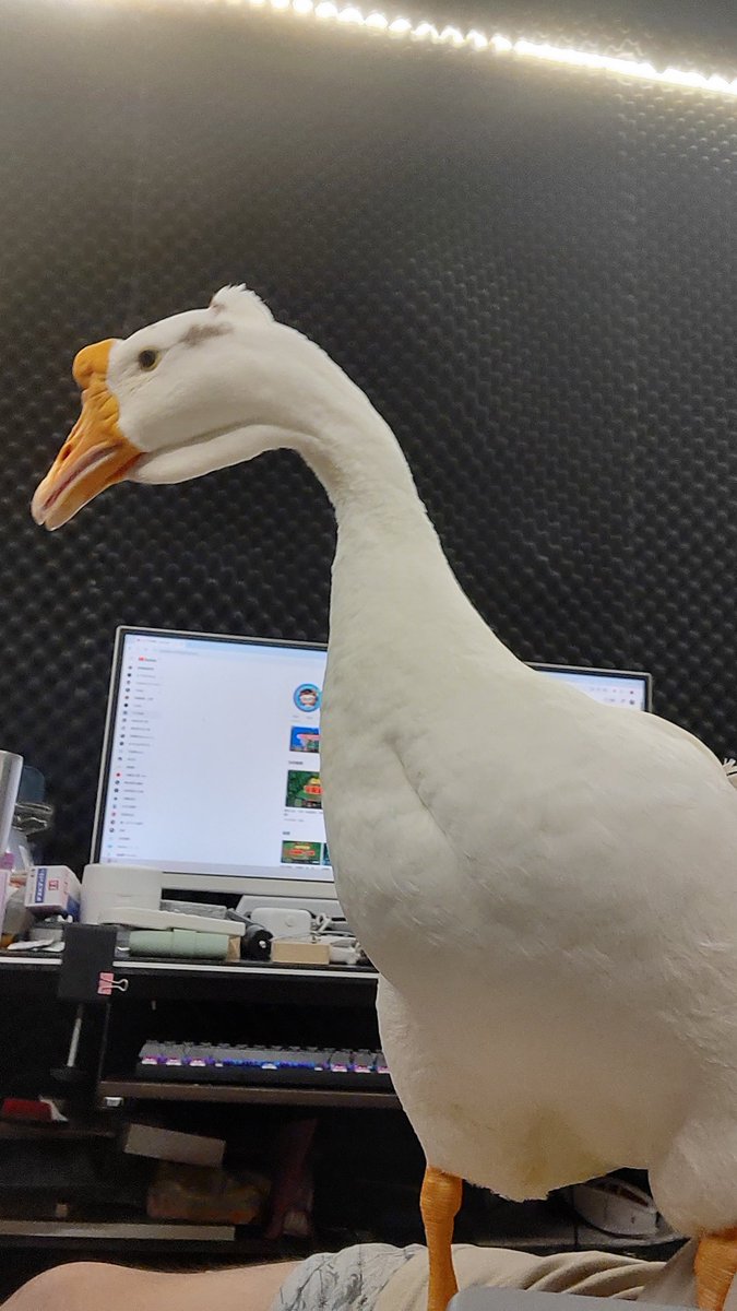 长脖子吉祥物----招财鹅