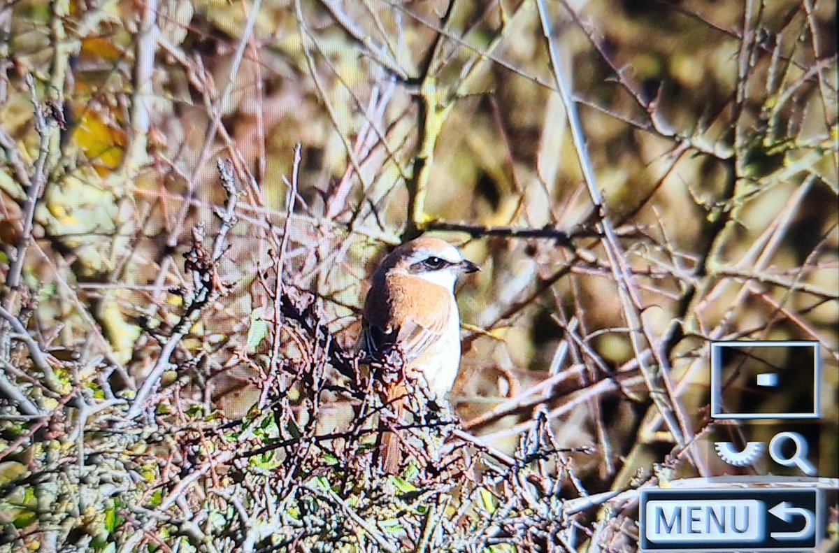 dg_aitken's tweet image. The Brown Shrike at Hunmanby Gap this afternoon