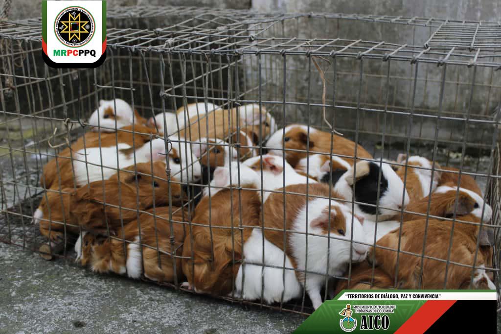 MRPC - Pueblos Pastos y Quillasingas tweet media