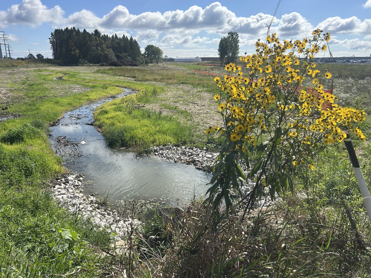 Conservation in the cloud…The restored headwaters of Lamparek Creek at the <a href="/Microsoft/">Microsoft</a> #datacenter site in <a href="/MountPleasantWI/">Mount Pleasant</a> <a href="/RootPikeWIN/">Root Pike WIN</a> 

#wetlands #riverrestoration #Lakemichigan #pikeriver