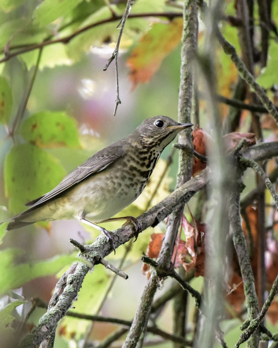 MeredithMComm's tweet image. Gray-cheeked Thrush for #Thrushday. That sweet face always gives it away. 🩶🩶🩶
#Birds #BirdTwitter #TwitterBirds