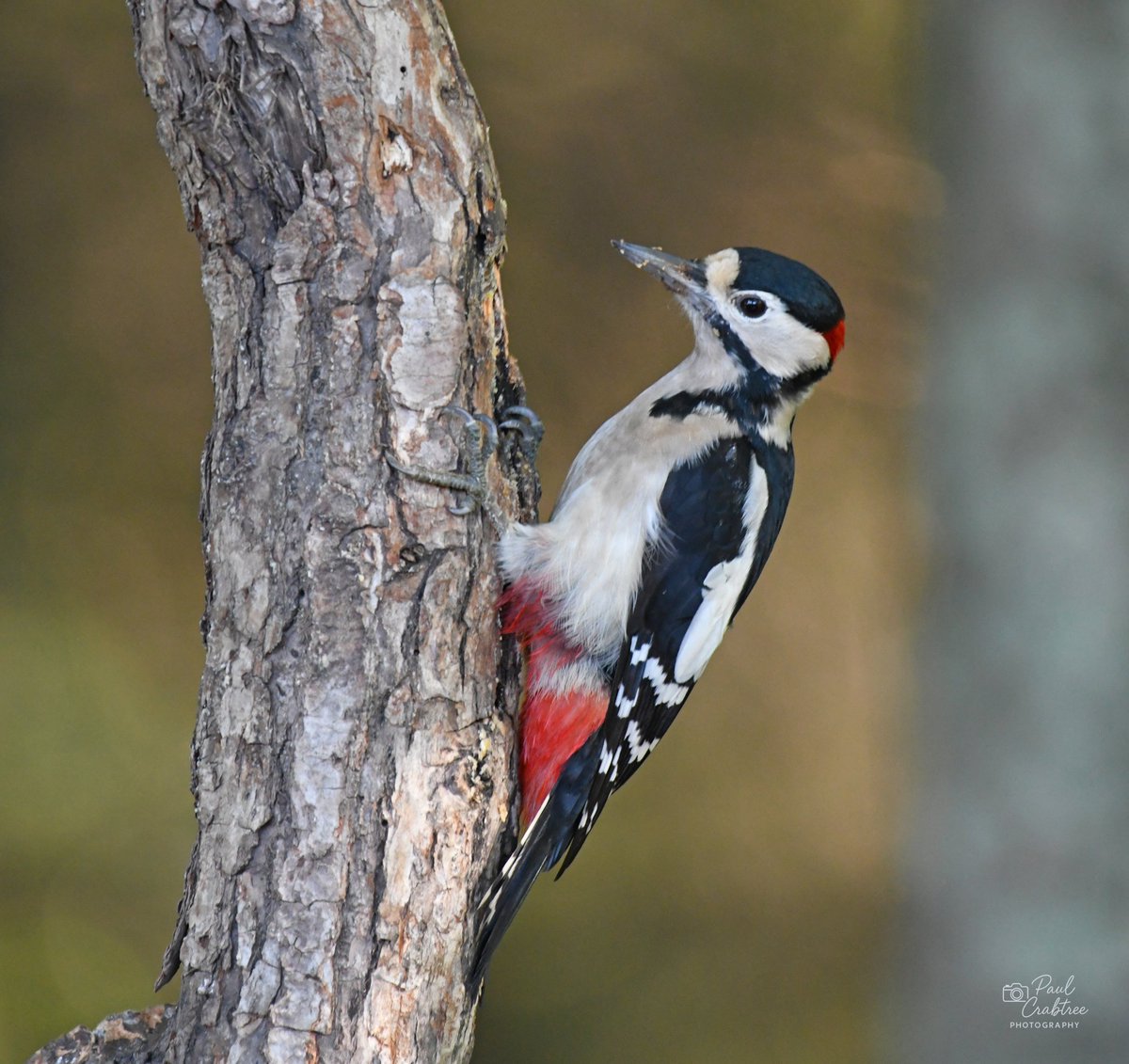 Paul Crabtree 🇬🇧 tweet media