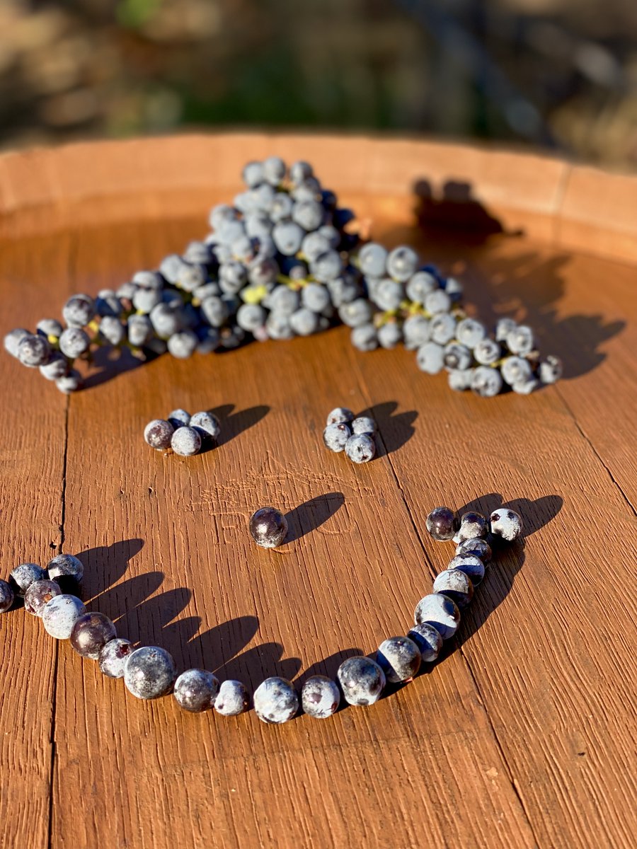Life lately 🍇 a whole BUNCH of grapes 😉Reds are coming in, and the cellar smells delicious! 

#PEJUWinery #napavalley #harvest2025 #napavalleyvintners #napavalleywine #winemaking #grapeharvest #visitnapavalley #harvestseason #itsfromnapa #winelover #winetime #rutherford