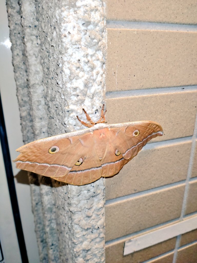 mikeko18's tweet image. まじまじと見るまだら汁