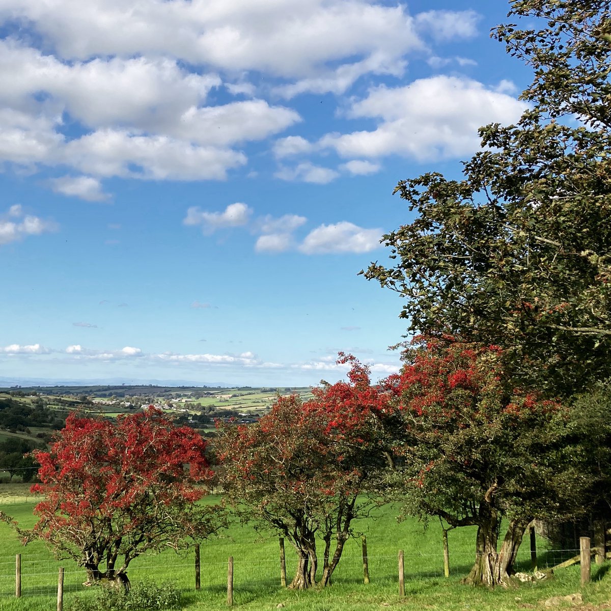 went for a walk along the lanes today purely to admire the hawthorns #oldhedgreows #redberries #lakedistrict