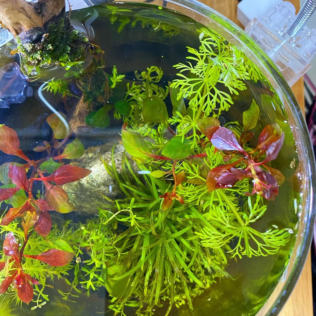 【コエポンさん専用】アクアリウム流木まとめ コエポンさん専用】アクアリウム流木まとめ