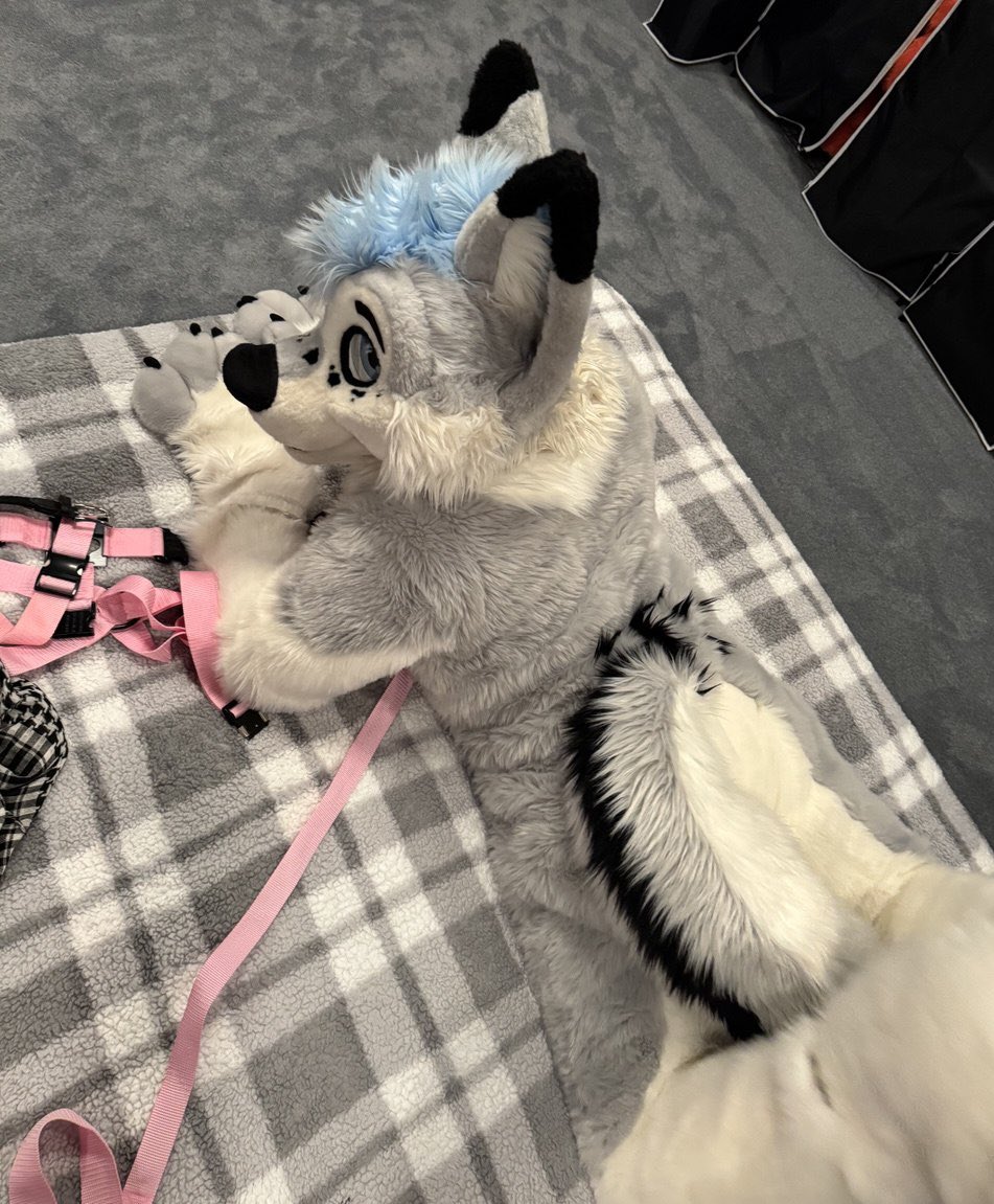I couldn’t look more innocent 😇 

📸 <a href="/rondofoxcoon/">Rondo</a>