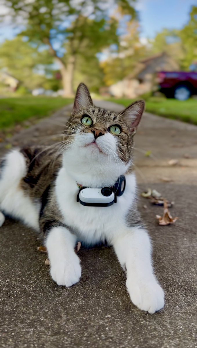 MrKitterstheCat tweet media