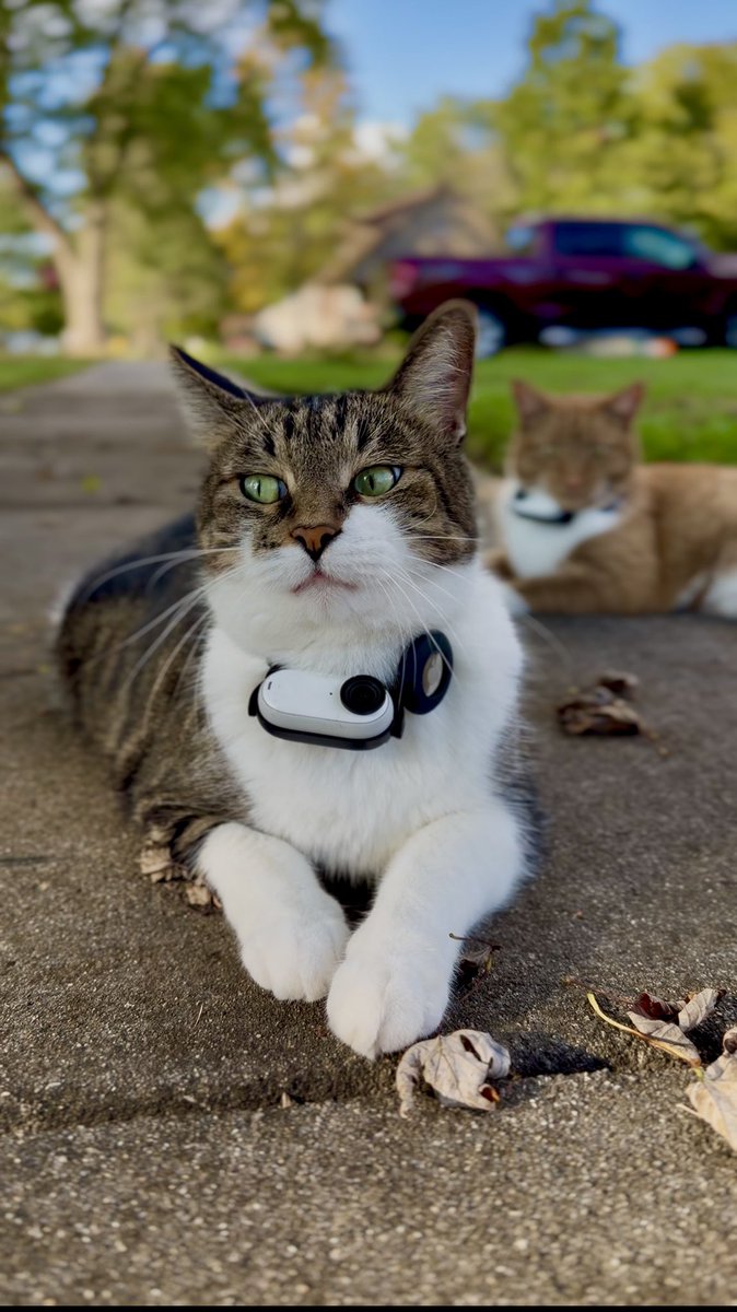 MrKitterstheCat tweet media