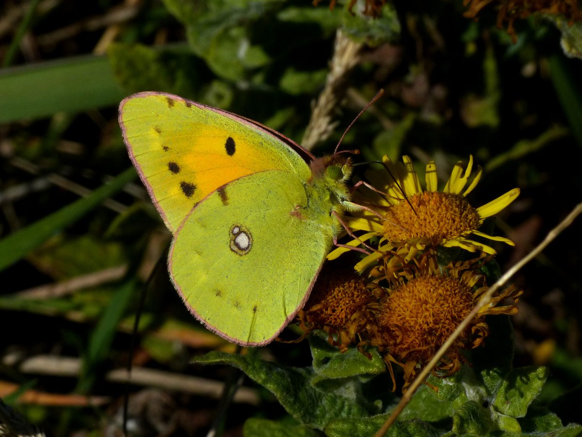 BArnold668's tweet photo. Last butterfly count of 2025 today at our Durlston East transect. Just 7 species, but 3rd week running saw Clouded Yellows, an influx of them this September. And single Common Blue - maybe the last blue in 2025 @savebutterflies @DorsetWildlife @GreenDorset @BC_Dorset @SightingDOR https://t.co/UGxA8inK52