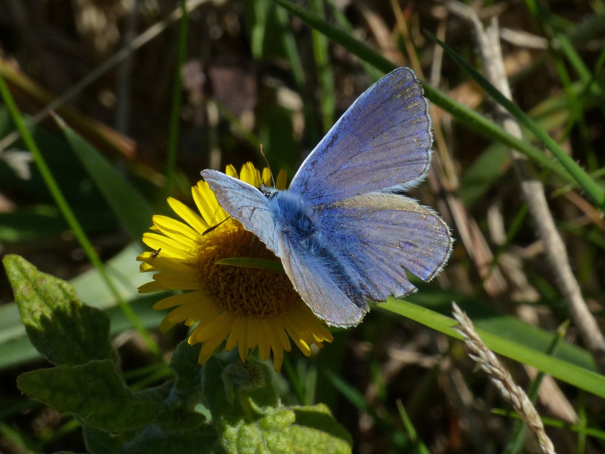 BArnold668's tweet photo. Last butterfly count of 2025 today at our Durlston East transect. Just 7 species, but 3rd week running saw Clouded Yellows, an influx of them this September. And single Common Blue - maybe the last blue in 2025 @savebutterflies @DorsetWildlife @GreenDorset @BC_Dorset @SightingDOR https://t.co/UGxA8inK52
