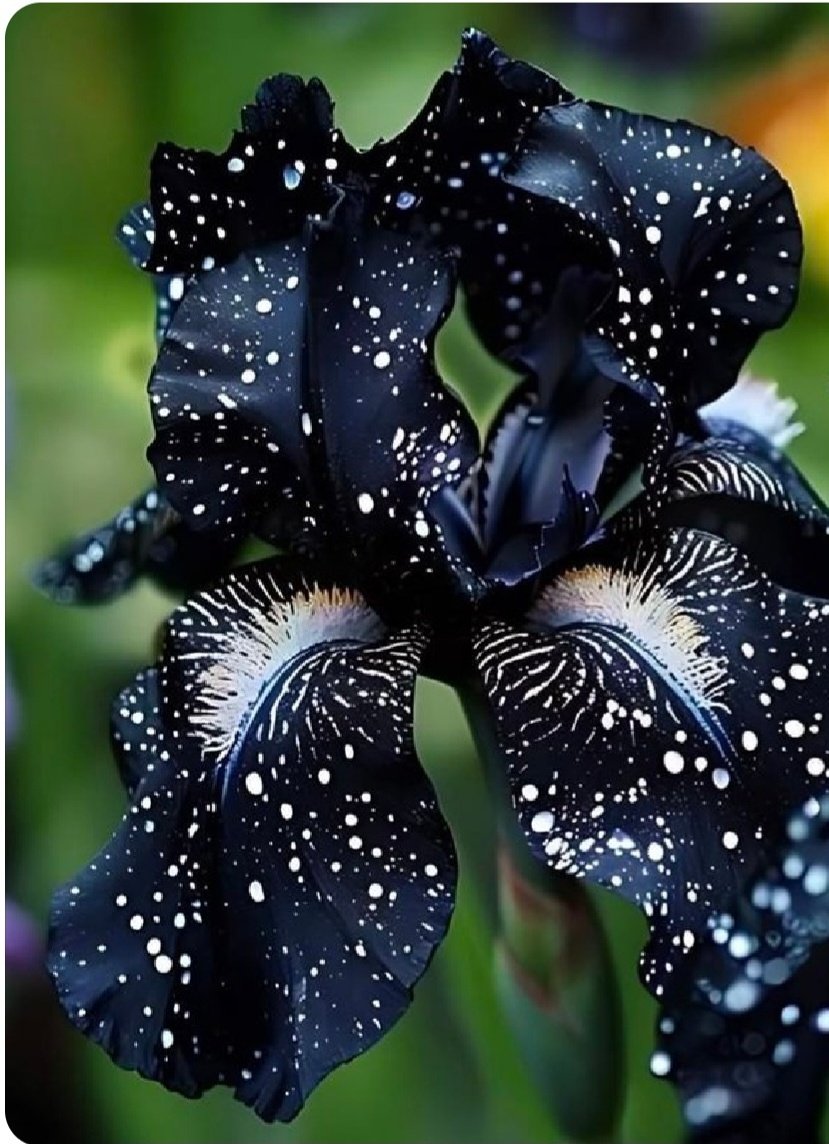 MaraBussani's tweet photo. #siFaStrada

La nuvola più nera al bacio della luce si fa splendido fiore. 

Tagore

#unTemaAlGiorno https://t.co/4sUktlx9MC