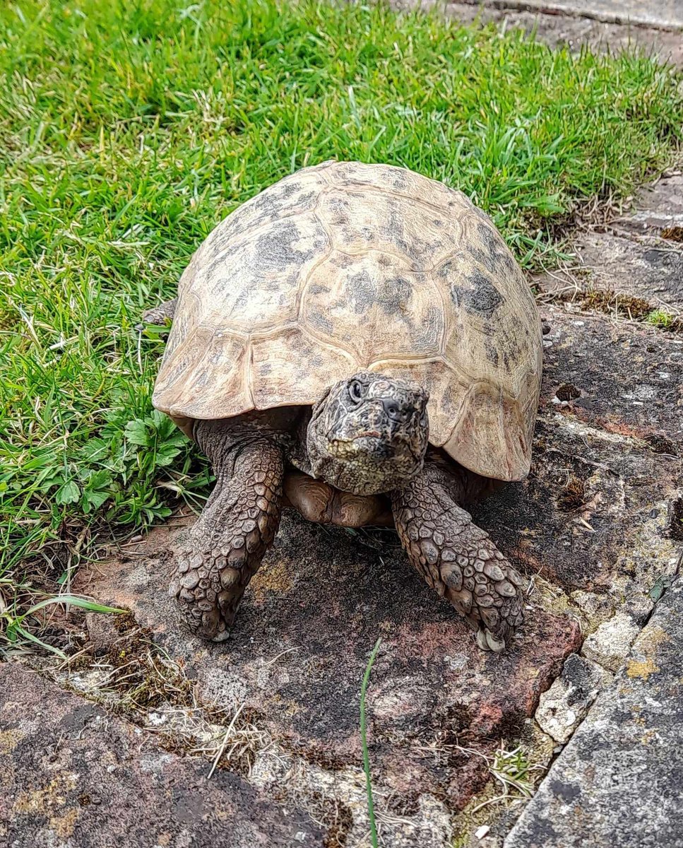 AlbertTortoise's tweet image. Seems HE did OK on the #Radio. This is #ALBERTthetortoise reporting my #guidance worked a treat. More needed next week as more radio #interviews are lined up for the #newbook. Lots of talk about me, as I sleep. Hope the week closes well #TakeCare AlbertTortoise.com
#tortoise