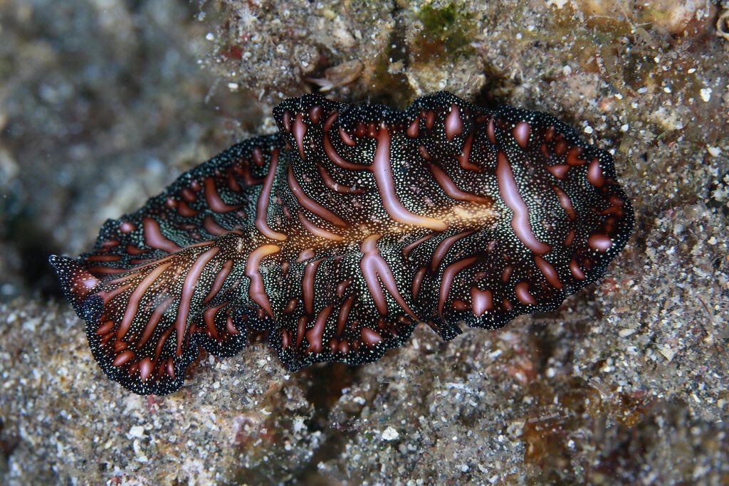 ༄ the silly little sea creature for this week is the persian carpet flatworm (pseudobiceros bedfordi) 🪱

༄ fun fact: this species is unique due to its hermaphroditic nature and unique mating behavior called “penis fencing”