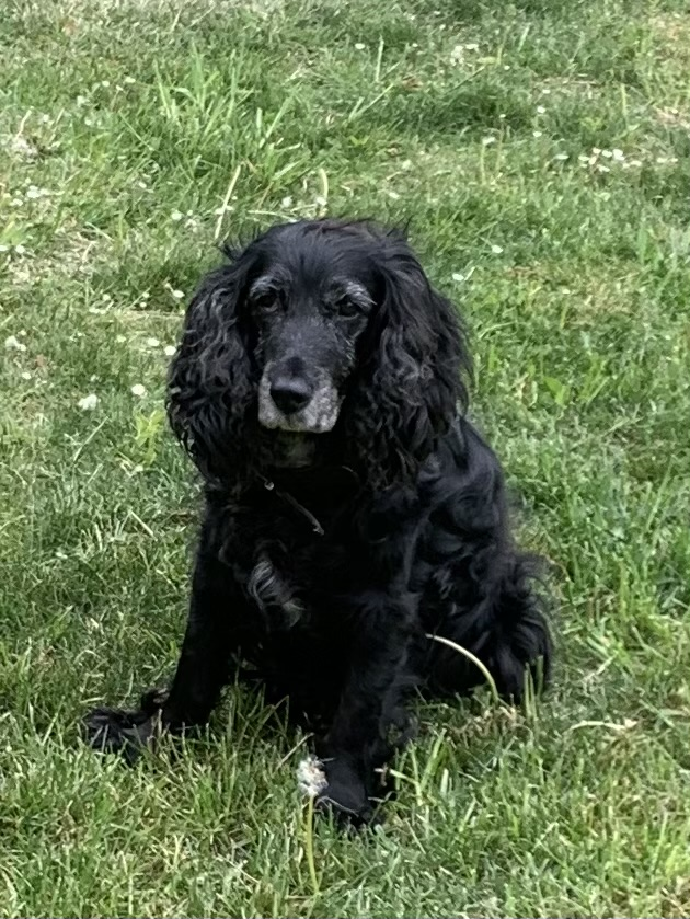 millypod1's tweet photo. 🆘24 SEPT 2025 #Lost Evie #ScanMe
ELDERLY Black Cocker Spaniel Female
Braich Llwyd, near Mallwyd #SY20
#Machynlleth #Powys #Wales
Lost at SY20 9HR near Nant-y-Dugoed, by the #A458 at 18:00 on 24/09/25.
https://t.co/5d59V6dPnU https://t.co/DYDnLhOUPQ