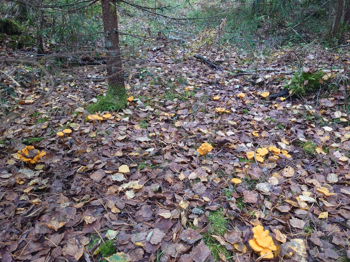 Oli helppo kulkea metsässä kun oli selkeät suuntaviitat. Länsi-Espoo, urbaani pk-seutu.