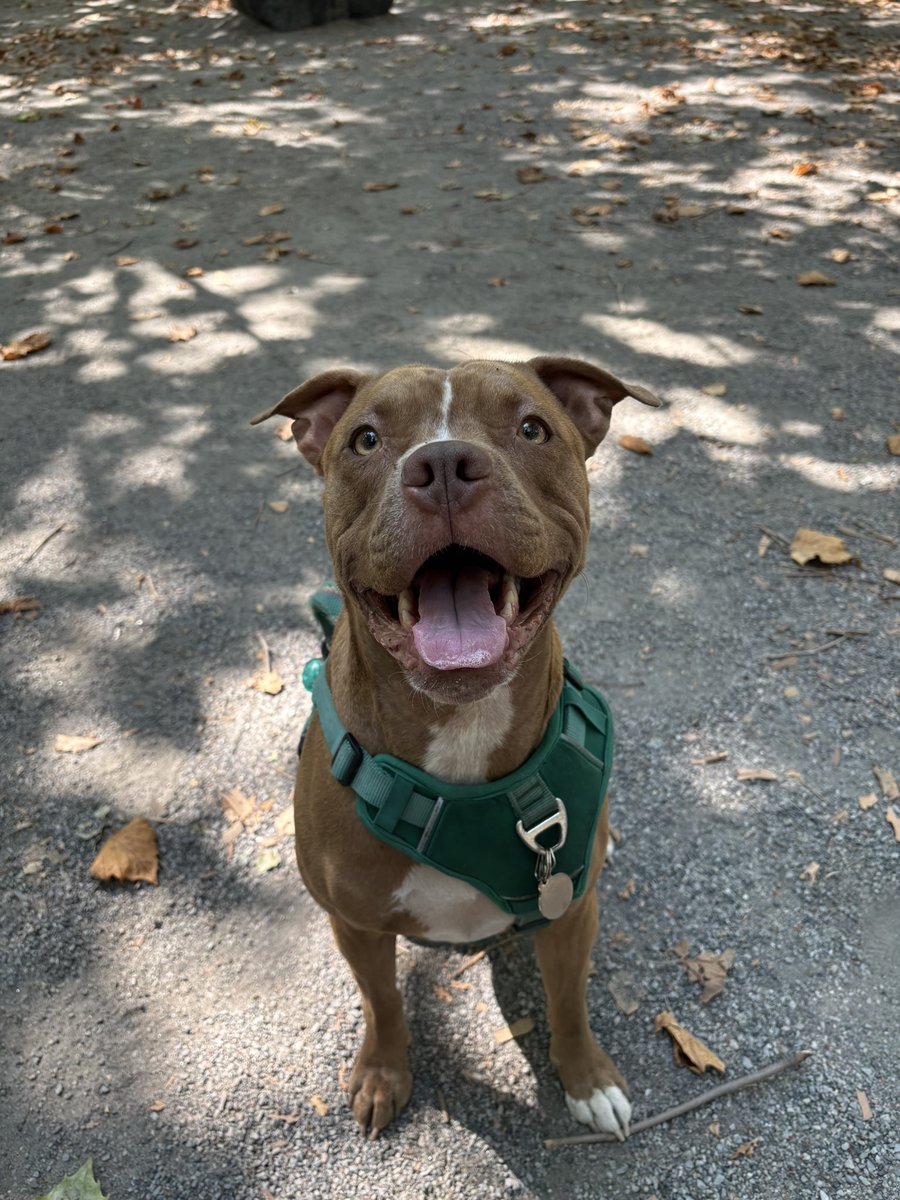 This is what happens when you’re using voice-to-text to email an important client while your dog is misbehaving on her walk.