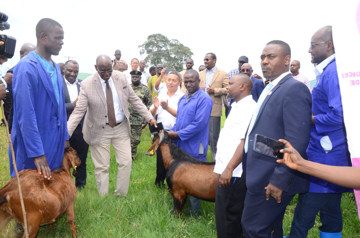 <a href="/FAOUganda/">FAO in Uganda</a> <a href="/narouganda/">NARO Uganda</a> Indigenous goat breeds in Uganda include ❇️ the Mubende Goat, which can achieve market weight of 35 kilograms in two years,

❇️ Small East African Goat: 25 kilograms in two years 

❇️ Kigezi Goat: 35 kilograms in two years 

The big ear goat can achieve 45 kilograms in 18 months