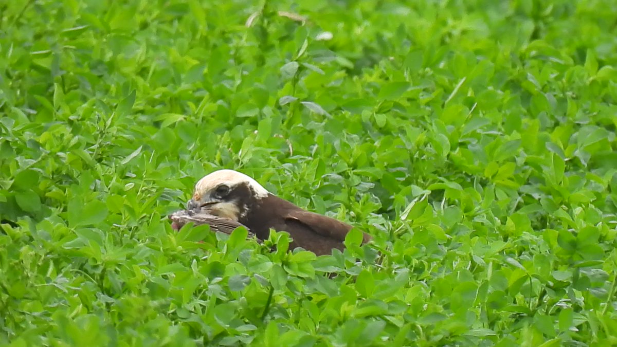 zo te zien had de bruine kiekendief vanmiddag een vogel te pakken