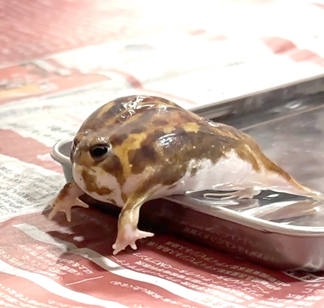 No Context Frogs (@nocontextfrogs) on Twitter photo 