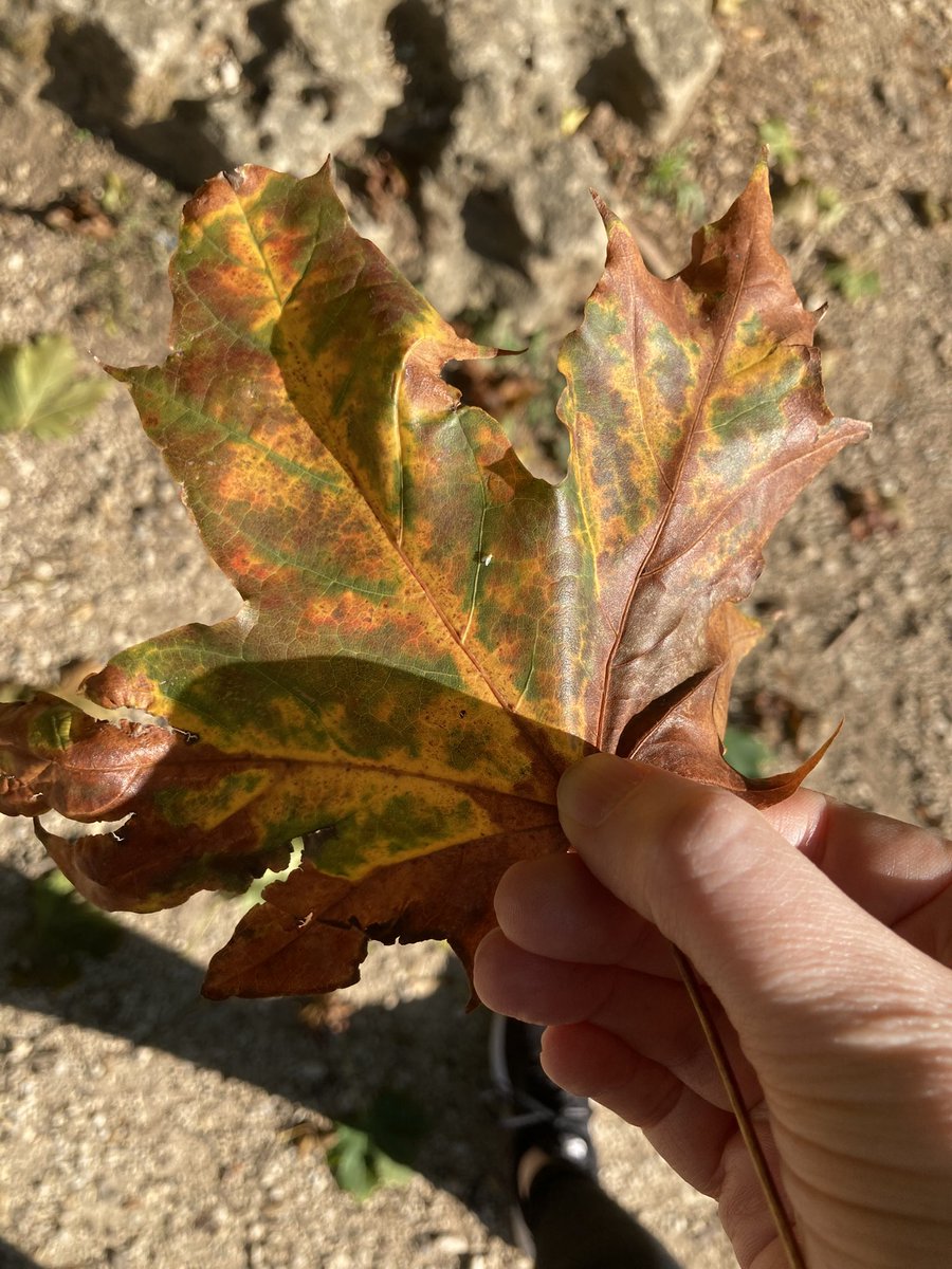 I adore autumn 🍂🧡