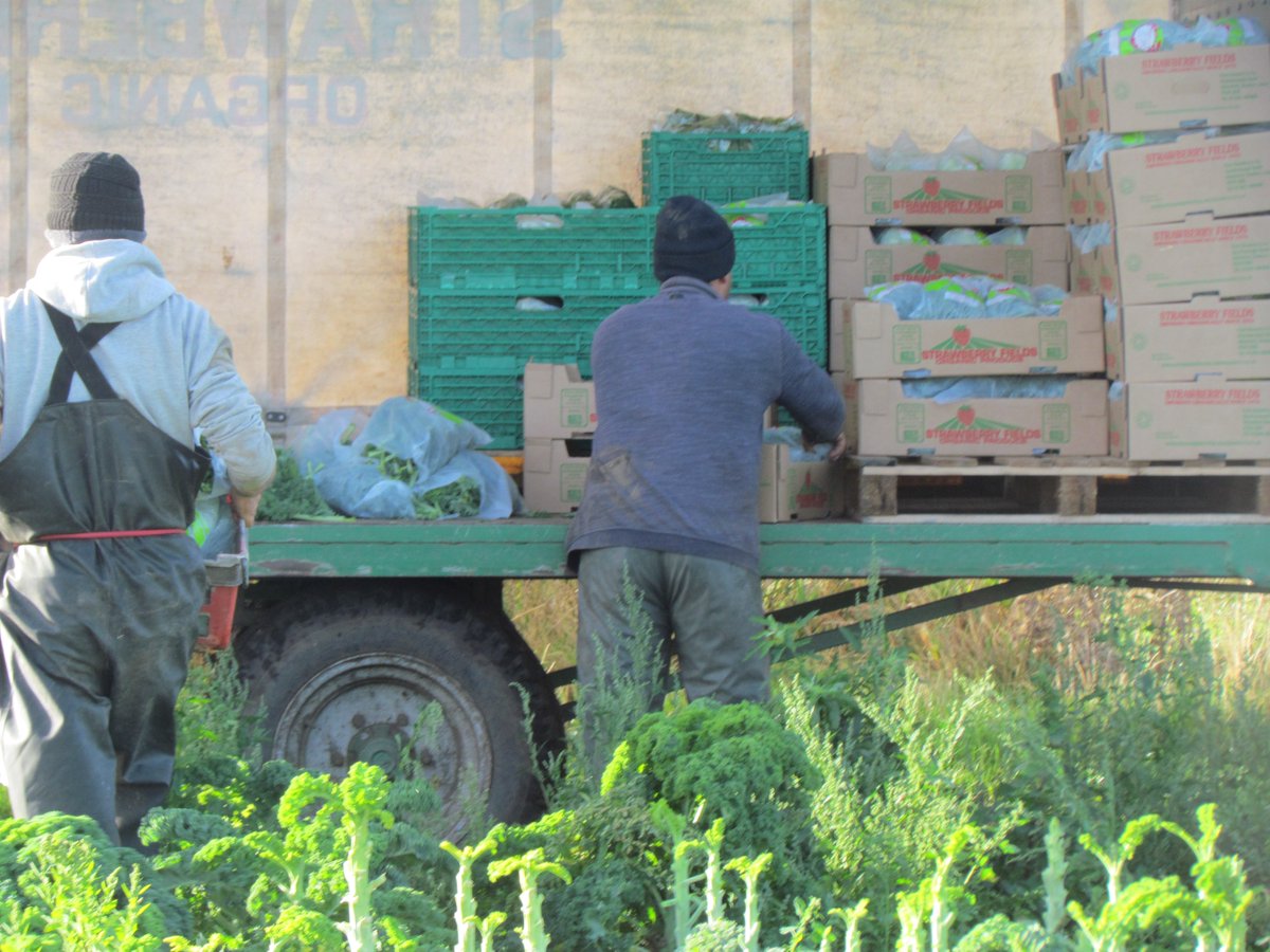 As temperatures drop, lettuce sales with them, we begin on the kale in earnest. I join Dicken, Clyde &amp; Vandana in the harvesting team with Samir on the scales.  All available bare land has now been tucked up in green manure, grazing rye/vetch over past three days ready for winter