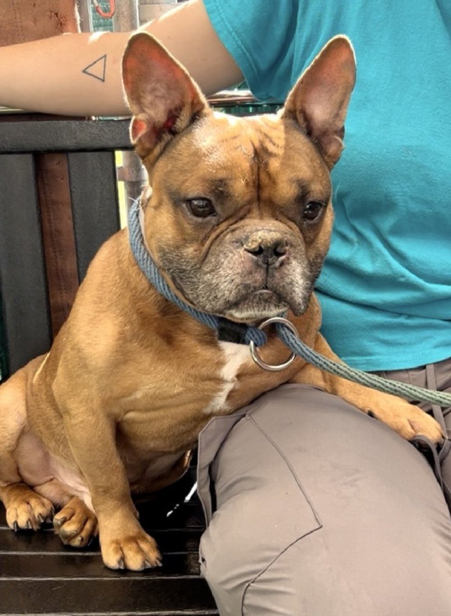 <a href="/SNORTRescue/">S.N.O.R.T. Rescue</a>⬇️ Will 🫵🏻 Save Gilbert

Gilbert • Kill 💉Command• NYCACC

He’s a 1️⃣0️⃣ yr old boy who deserves a comfy 🛋️ not 💉of Pentobarbital ☹️😖