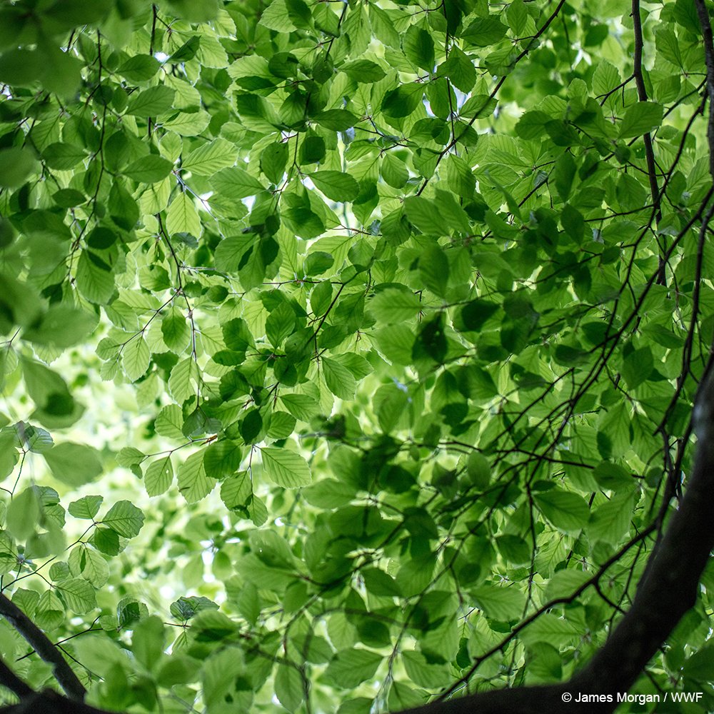 WWFForestCarbon's tweet image. We need healthy forests. They help us address climate change and make our communities more resilient. They buffer us against floods, droughts, and heatwaves. They protect us against landslides. Do one thing for forests this week. #FSCForestWeek