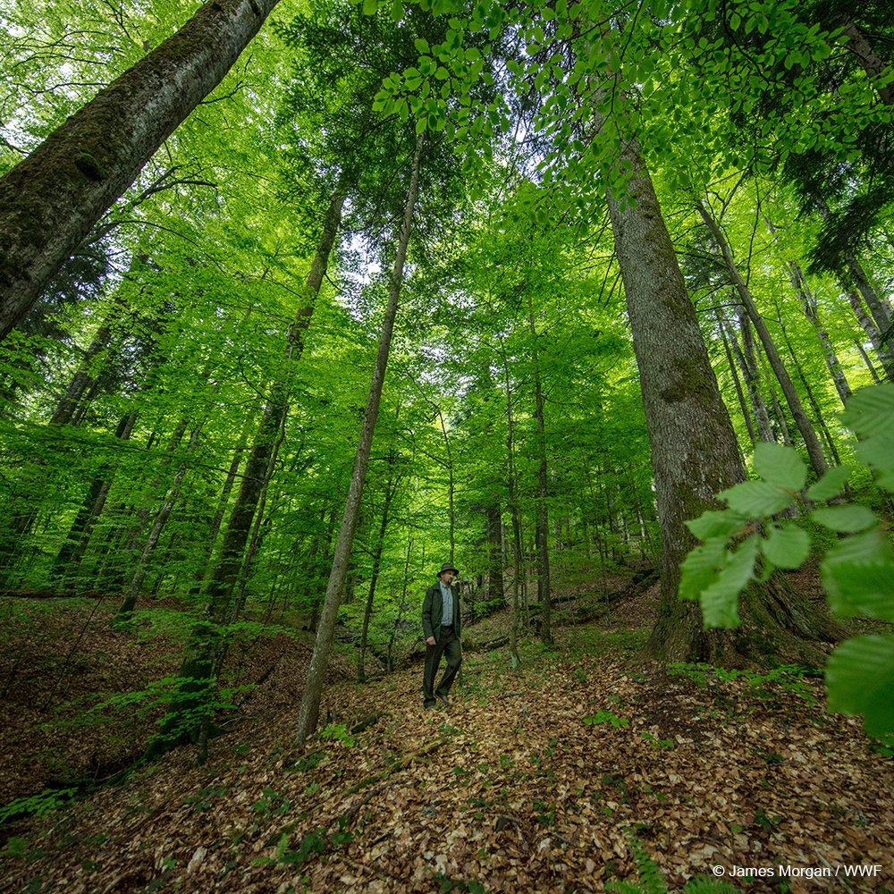 WWFForestCarbon's tweet image. We need healthy forests. They help us address climate change and make our communities more resilient. They buffer us against floods, droughts, and heatwaves. They protect us against landslides. Do one thing for forests this week. #FSCForestWeek