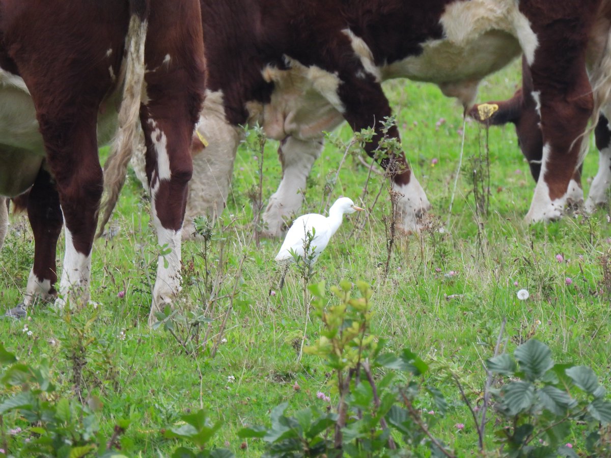 we hadden hem al een paar dagen niet meer gezien, maar de koereiger was er weer.