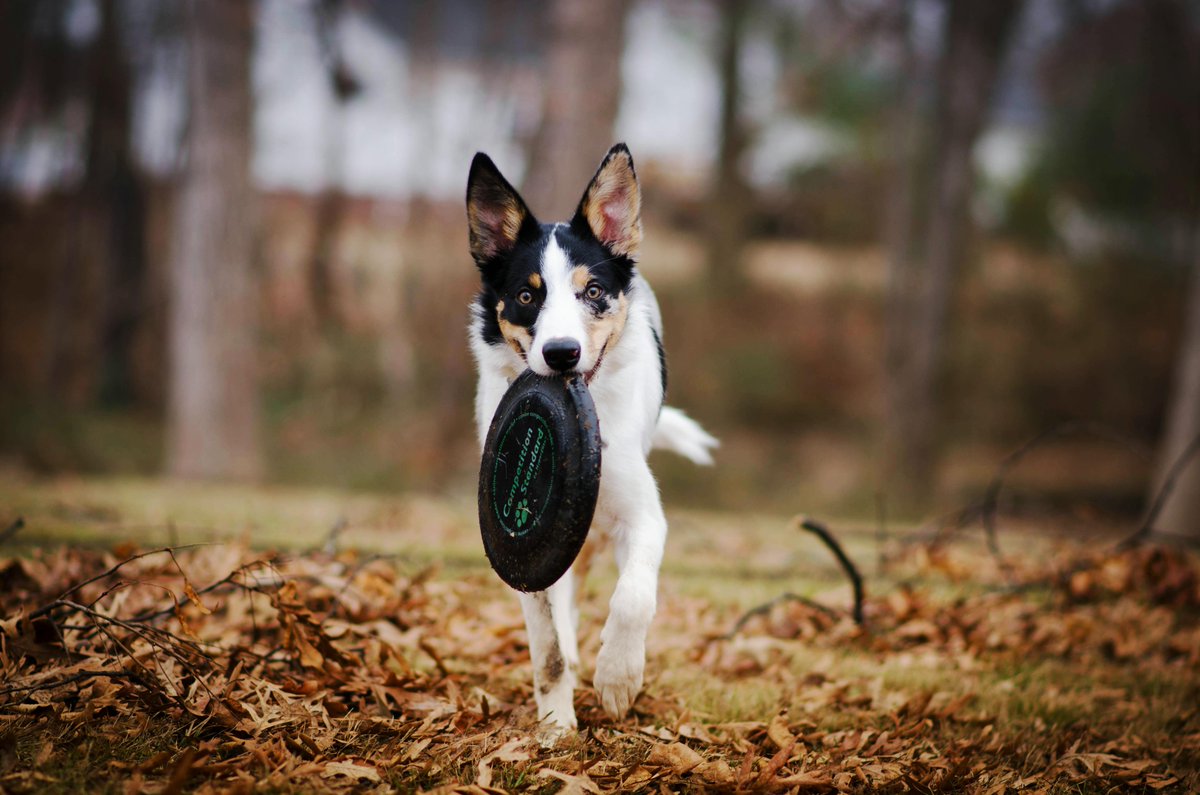 k9_essentials's tweet image. Yippee 🥏 It’s Frisbee Friday!!! 🐶🎉
Find the perfect frisbee for Friday fun at Elite K9 Essentials 

👉 elitek9essentials.com 🐾💛

#EliteK9Essentials #FrisbeeFriday #FetchFun #DogToys #SpoilYourDog #FurBabyLove #HappyPups #WeekendVibes #DogLovers #PlayWithYourDog