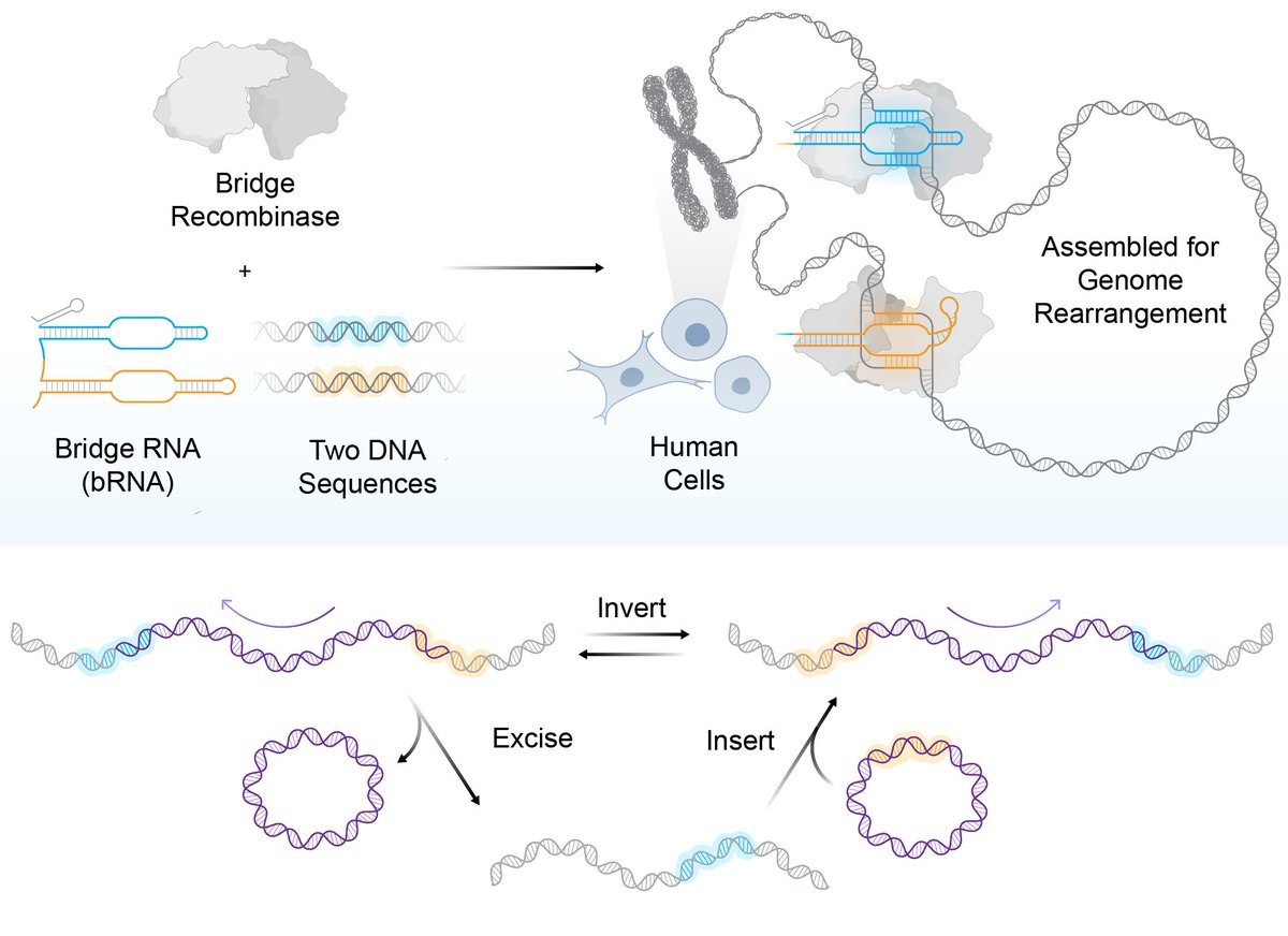 arcinstitute's tweet image. For decades, human genome editing has been limited to small, localized modifications.

Today, in a new paper published in @ScienceMagazine, researchers from the @pdhsu lab show that bridge recombinase technology is capable of large-scale genomic rearrangements in human cells.