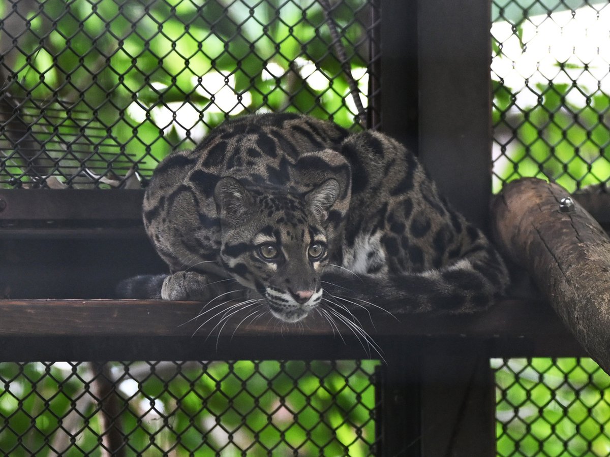 choimatsu_zoo's tweet image. 今日はこんなところです
(2025.9.23)

#ウンピョウ #CloudedLeopard #ステイシー #ズーラシア #zoorasia #アジアの熱帯林 #動物写真