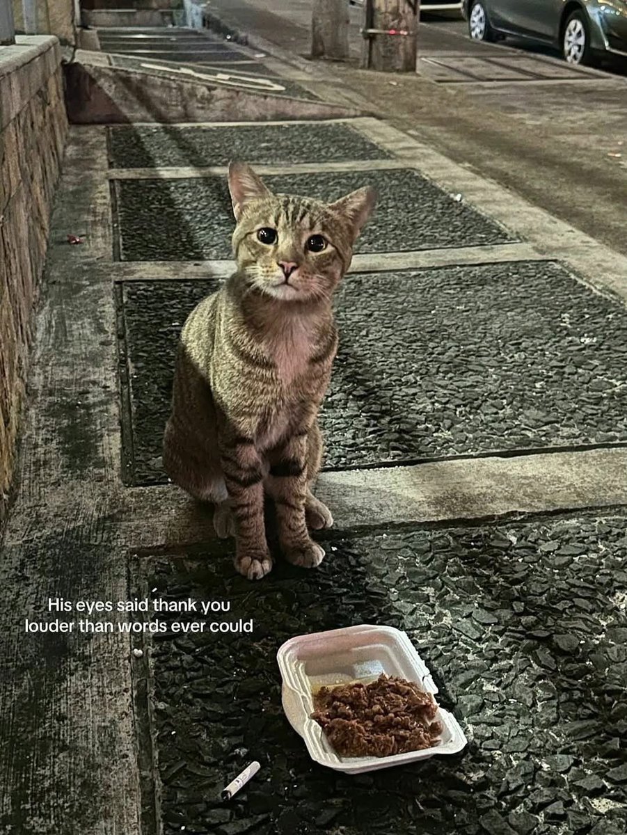 Feed the homeless but also feed the stray cats 🐈‍⬛ 🫶🏻🫶🏻🫶🏻🫶🏻