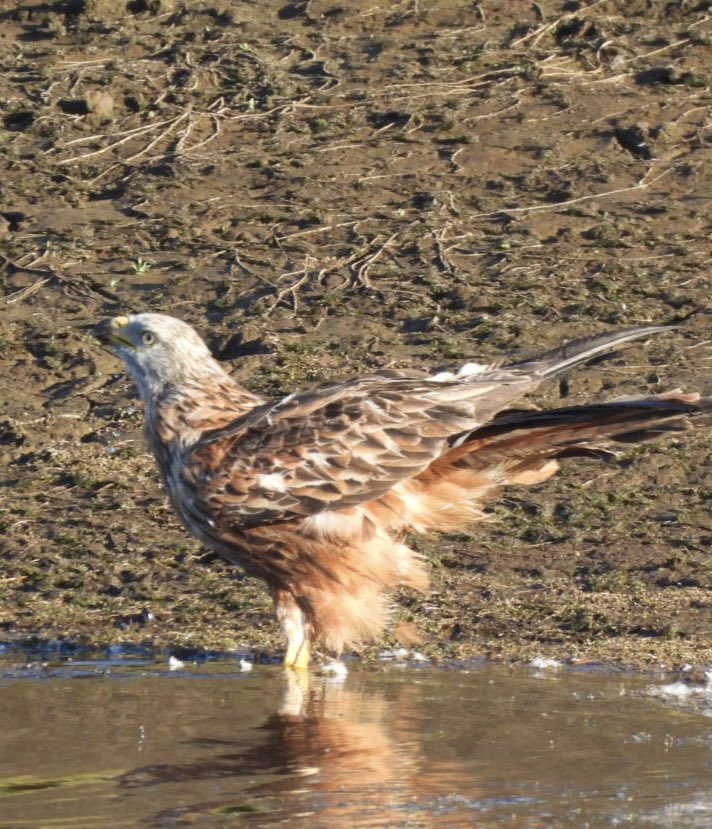 EdBirder's tweet image. Red Kite having a drink on Chobham Common late PM @TBHPartnership