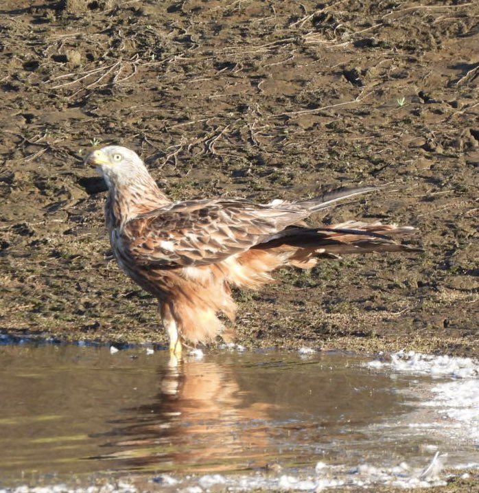 EdBirder's tweet image. Red Kite having a drink on Chobham Common late PM @TBHPartnership