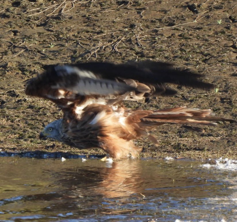 EdBirder's tweet image. Red Kite having a drink on Chobham Common late PM @TBHPartnership