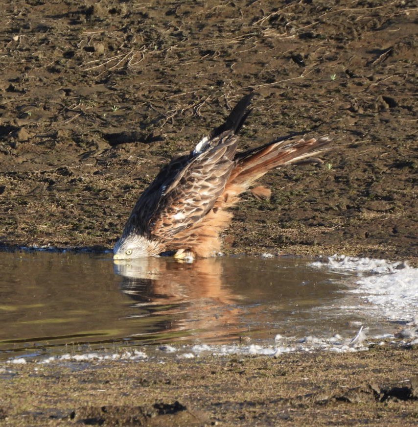 EdBirder's tweet image. Red Kite having a drink on Chobham Common late PM @TBHPartnership