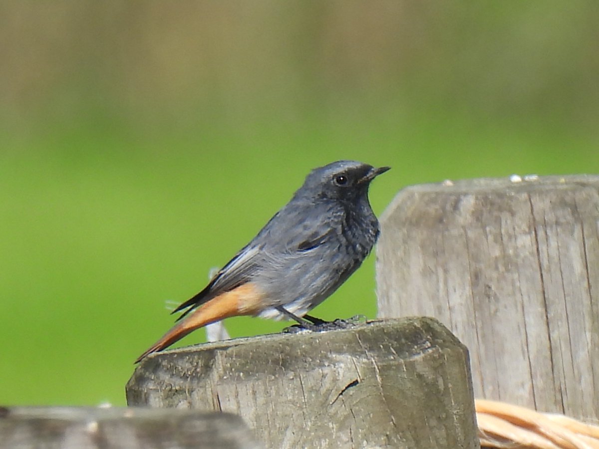 mannetje zwarte roodstaart was er begin van de week ook nog