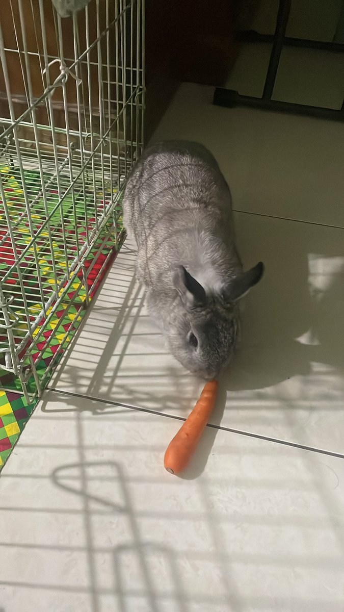 ini kalo dikasih susu, orang jg bakal percaya kalo ini sereal bukan snack kelinci