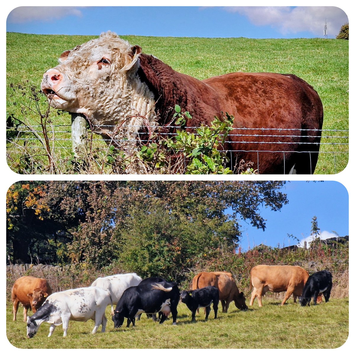 Oops the Bull has spotted the Cows 
                                 🫣
