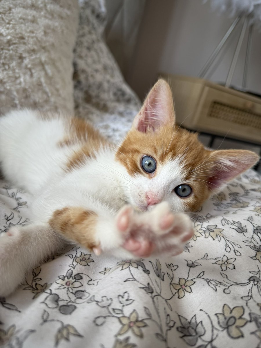 ThatSadBrit's tweet image. I’d die for both of these