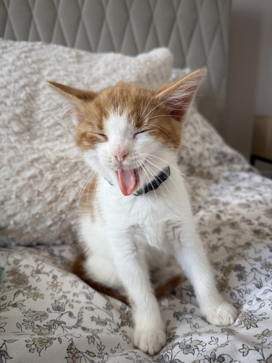 ThatSadBrit's tweet image. I’d die for both of these