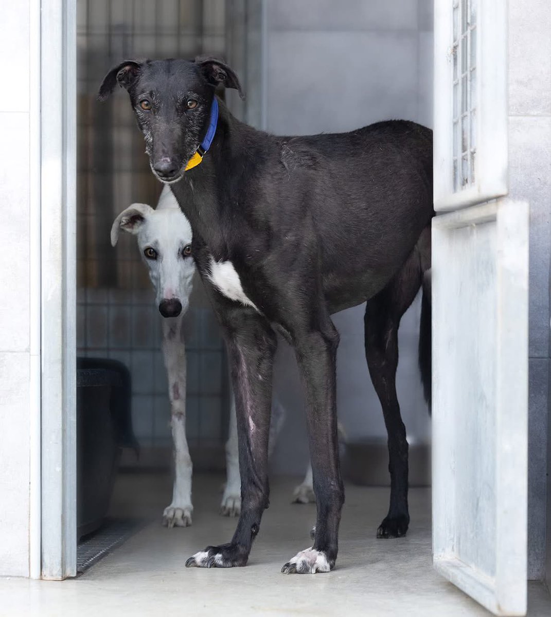 Sultana is a sweet girl around 3yrs old. 
She arrived very scared but just recently we are starting to see her come out of her shell ❤️
She’s good on a lead, great with other dogs but she’s just a bit wary of people. 
Who can change that for her? Let’s not have another black