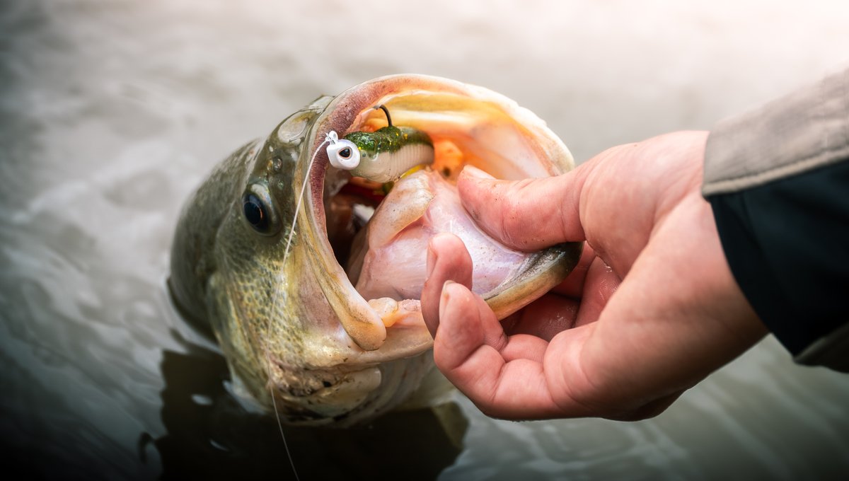 FishLabTackle's tweet image. It's not too late to get in on the action.  Only a couple of days left to get 25% off on your Nature Series Soft Swimbaits over at fishlabtackle.com.  Use code NSSWIM25 at checkout.

#FishLab #NatureSeries #SoftSwimbait.
